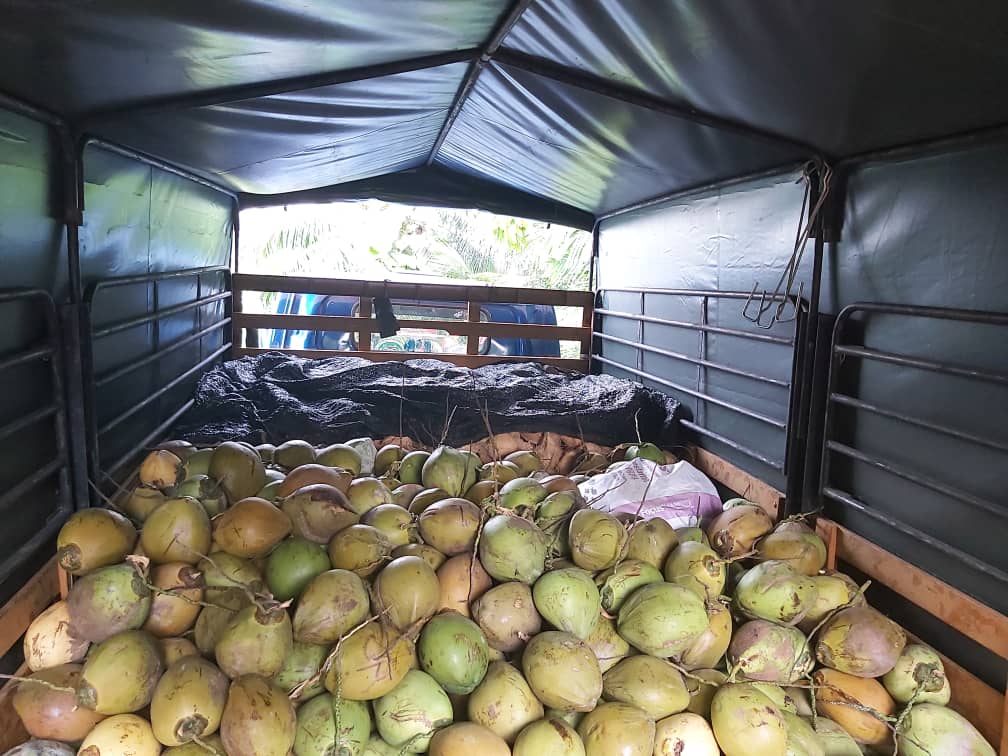 Kelapa Muda Tua